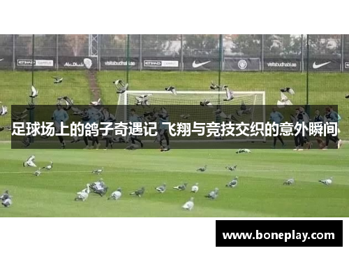 足球场上的鸽子奇遇记 飞翔与竞技交织的意外瞬间